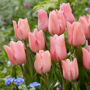 Tulipa Apricot Beauty