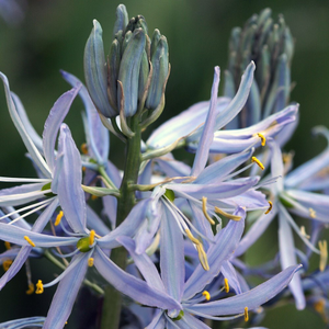 Camassia cusickii 