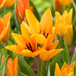 Tulipa praestans Shogun