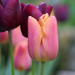 Tulipa Jimmy