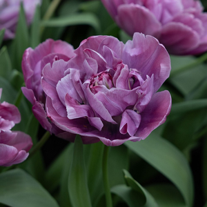 Tulipa Blue Diamond