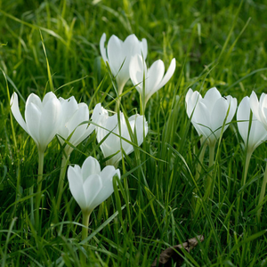 Colchicum autumnale Album