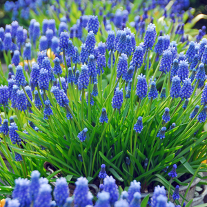 Muscari armeniacum