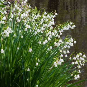 Leucojum aestivum 