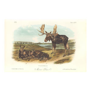 1851 Audubon Quadruped Octavo Lithograph "Plate 76 Moose Deer"