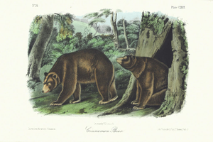 1854 Audubon Quadruped Octavo Lithograph "Plate 127 Cinnamon Bear"