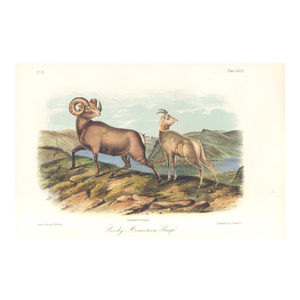 1851 Audubon Quadruped Octavo Lithograph "Plate 73 Rocky Mountain Sheep"