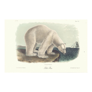 1851 Audubon Quadruped Octavo Lithograph "Plate 91 Polar Bear"