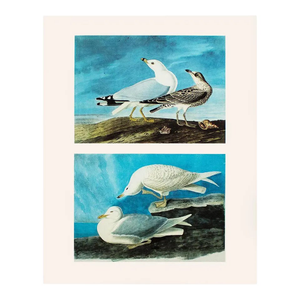 1966 Vintage Cottage Print "American Gull and Iceland Gull" After John James Audubon